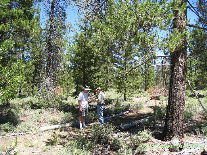 Picture 003.jpg - N7DS Jeff and NE7D Rock Putting up full size loop in trees